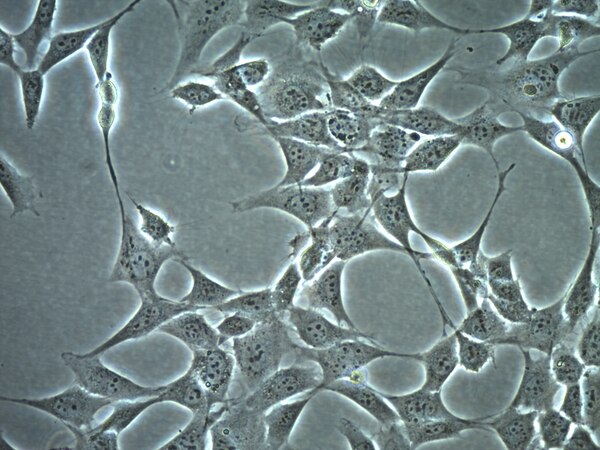 Ht 22 Mouse Hippocampal Neuronal Cell Line Scc129